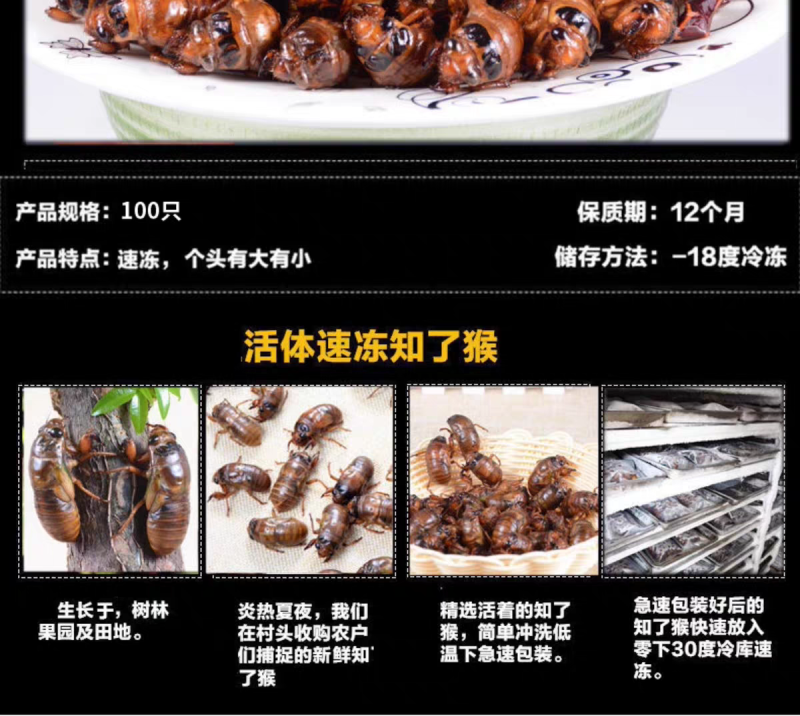 现货新鲜知了猴金蝉蝉蛹鲜活体非即食金蝉爬叉猴子爬蚱结了龟