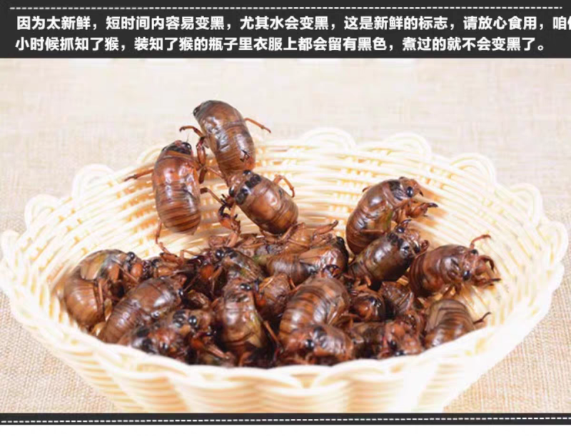 现货新鲜知了猴金蝉蝉蛹鲜活体非即食金蝉爬叉猴子爬蚱结了龟