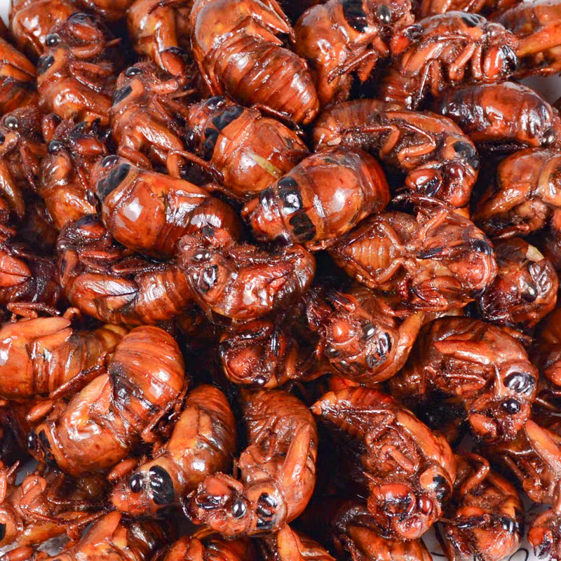 现货新鲜知了猴金蝉蝉蛹鲜活体非即食金蝉爬叉猴子爬蚱结了龟