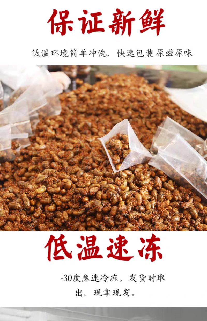 现货新鲜知了猴金蝉蝉蛹鲜活体非即食金蝉爬叉猴子爬蚱结了龟
