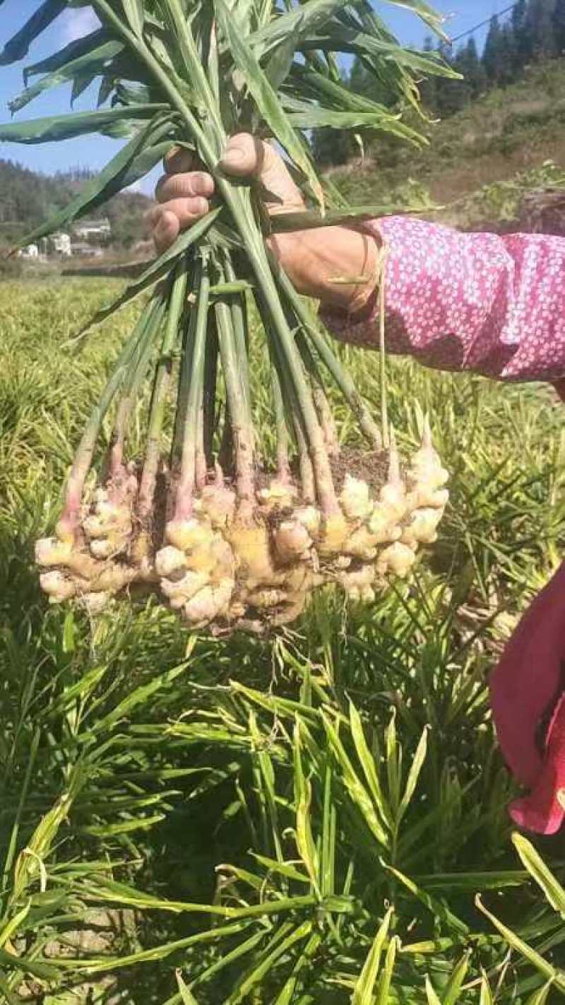 云南精品生姜/量大价优/可视频看货/欢迎下单
