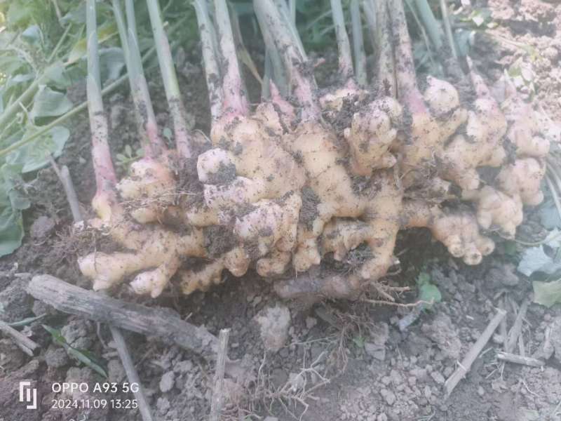 云南精品生姜/量大价优/可视频看货/欢迎下单