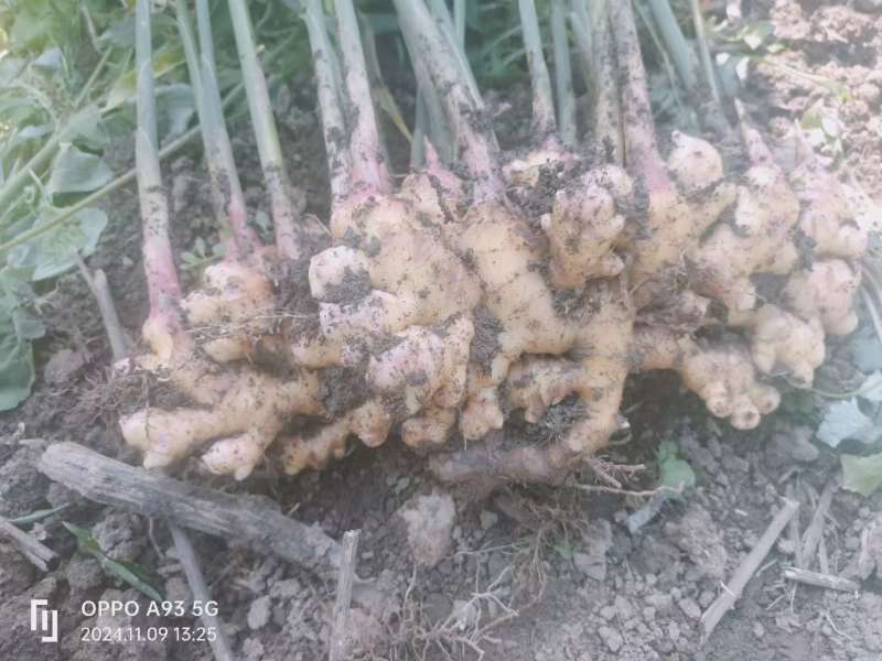 云南精品生姜/量大价优/可视频看货/欢迎下单