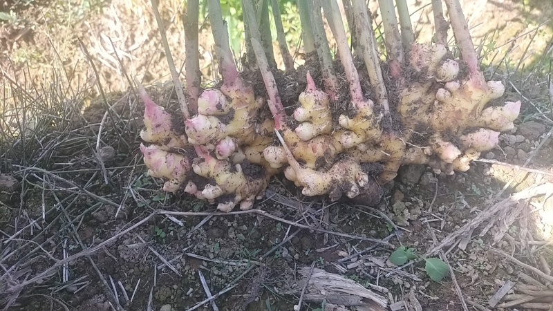 云南精品生姜/量大价优/可视频看货/欢迎下单