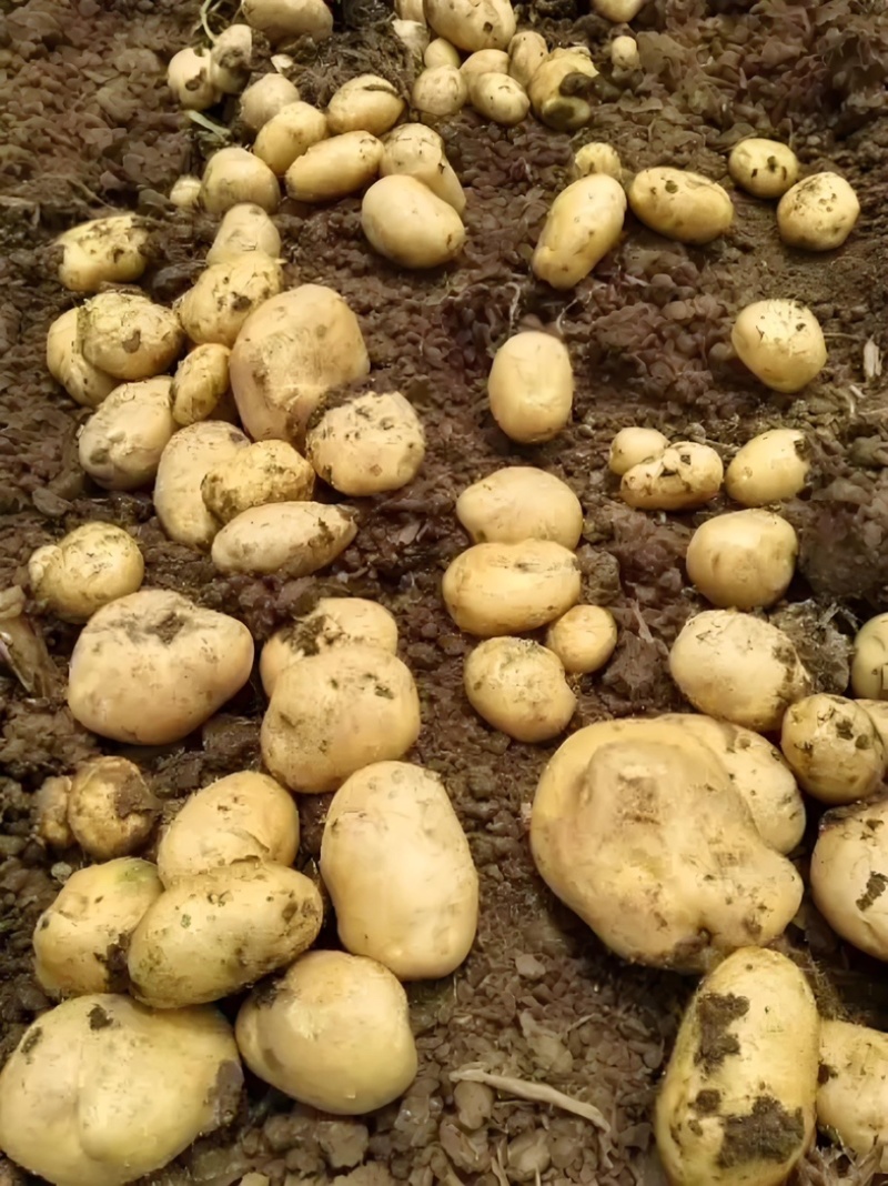 山东冷库土豆大量供应。货源充足，全国发货