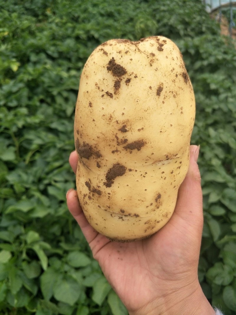 山东冷库土豆大量供应。货源充足，全国发货
