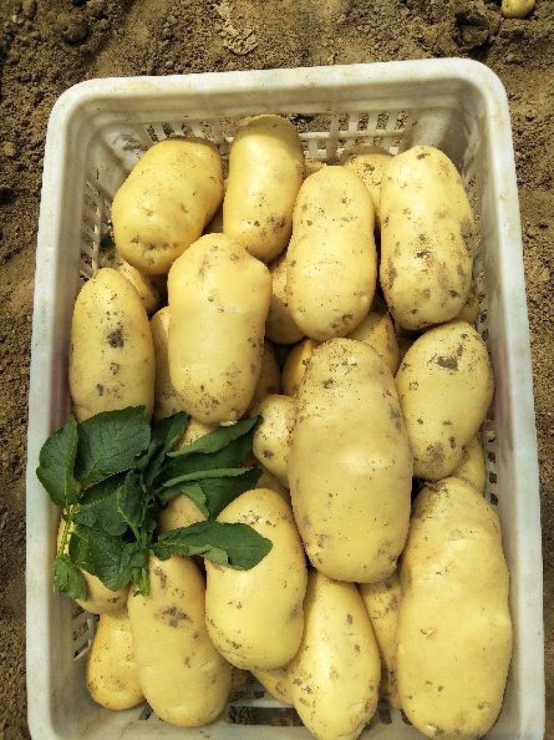 山东冷库土豆大量供应。货源充足，全国发货