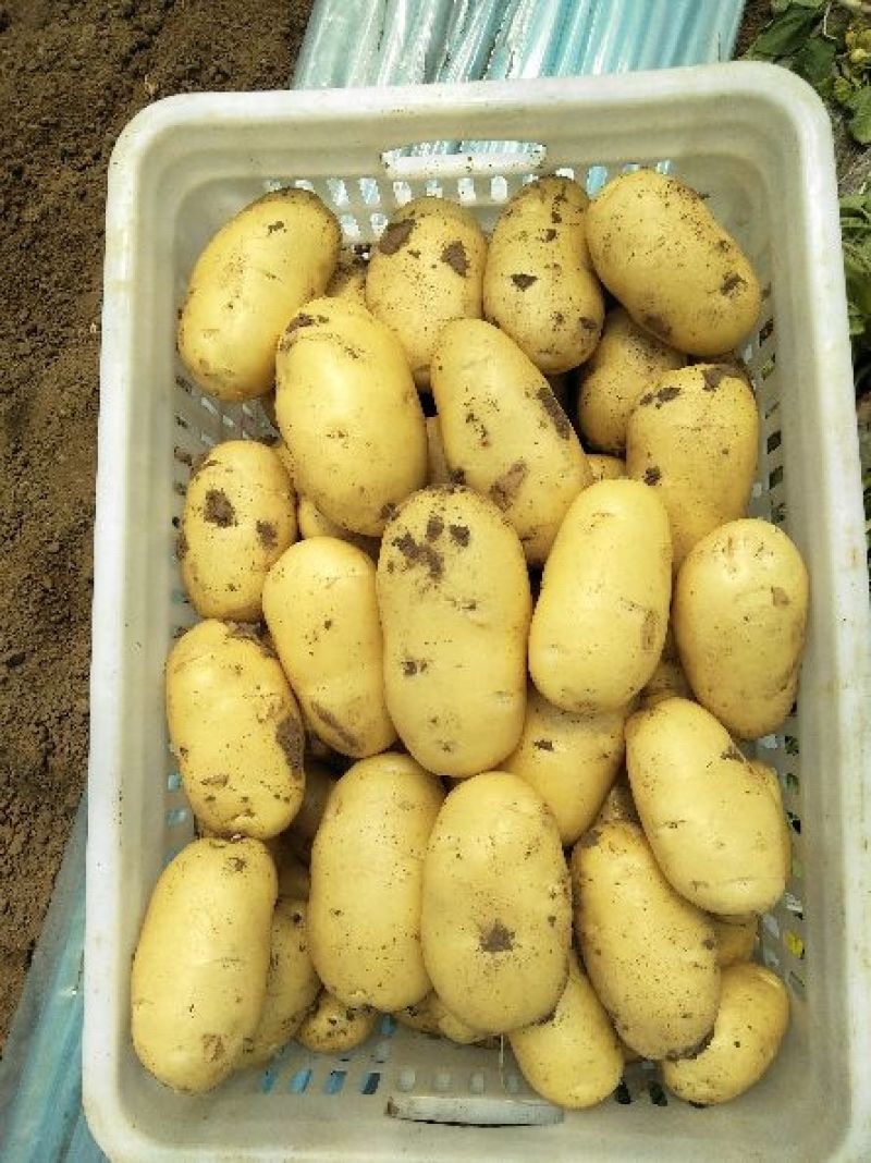 山东冷库土豆大量供应。货源充足，全国发货
