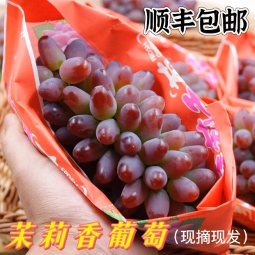 云南茉莉香小葡萄新鲜现摘郁金香玫瑰香无籽香甜提子当季水果