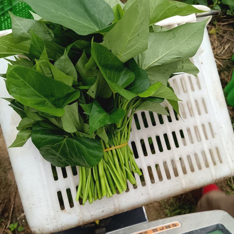 食用红薯叶出售