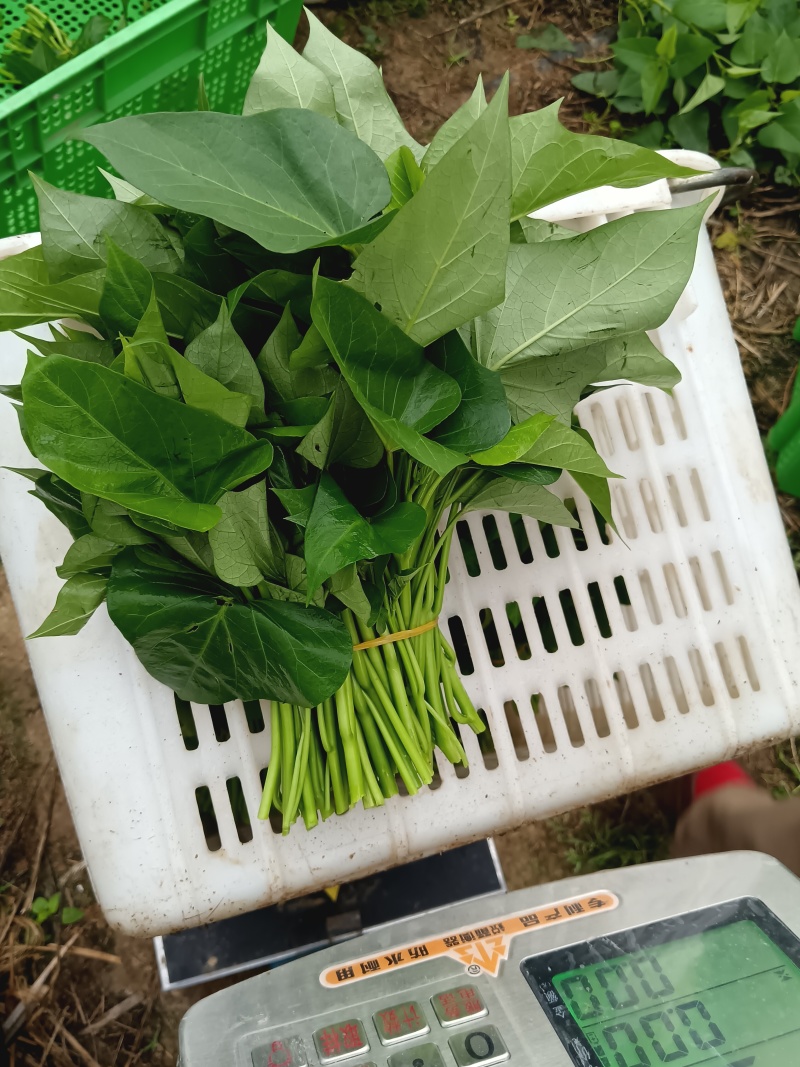 食用红薯叶出售
