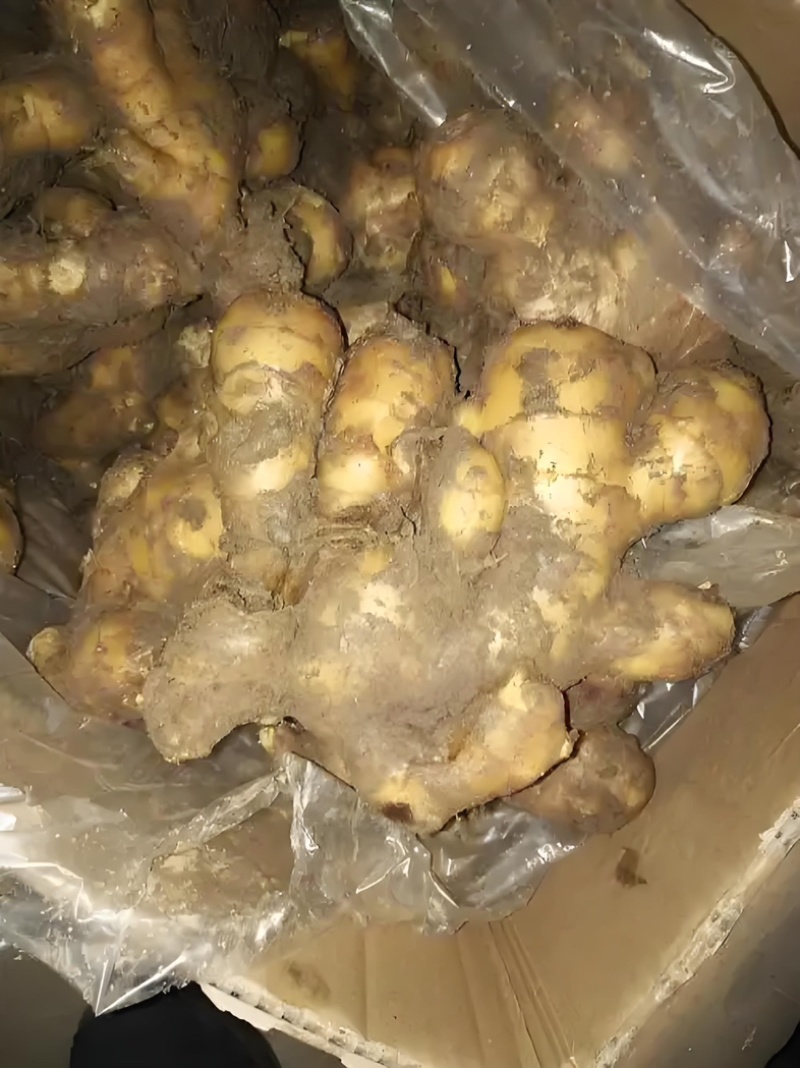 小黄姜3两以上带土