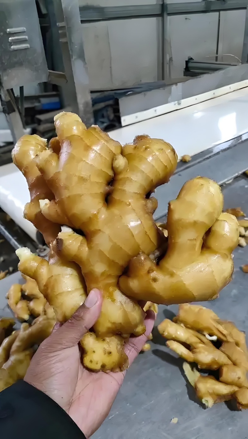 小黄姜3两以上带土