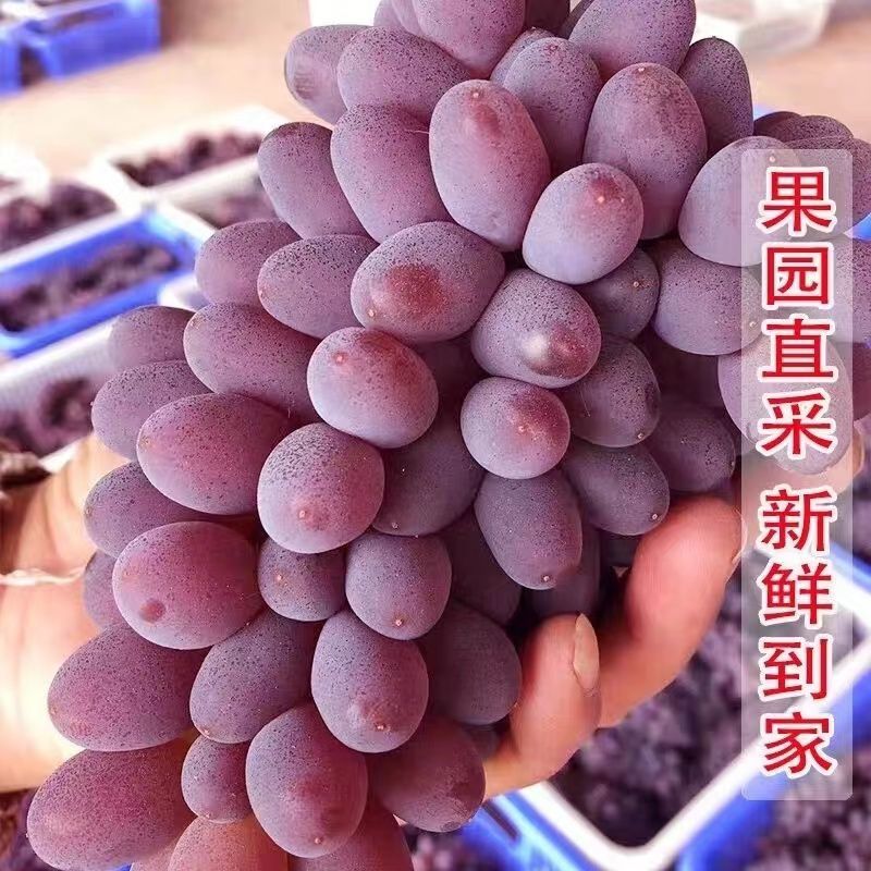 云南茉莉香小葡萄新鲜现摘郁金香玫瑰香无籽香甜提子当季水果
