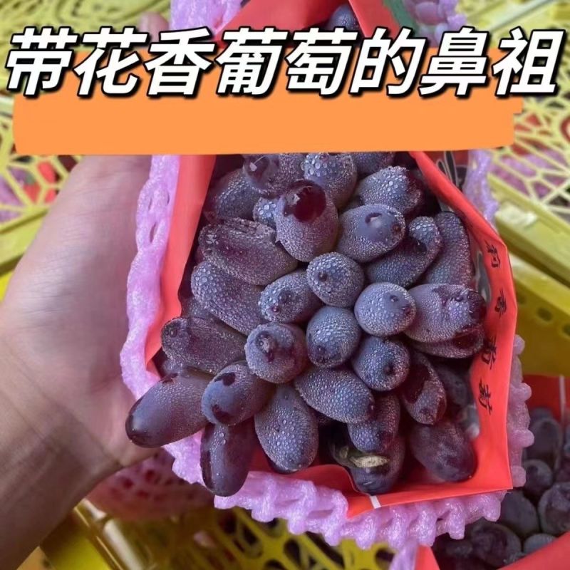 云南茉莉香小葡萄新鲜现摘郁金香玫瑰香无籽香甜提子当季水果