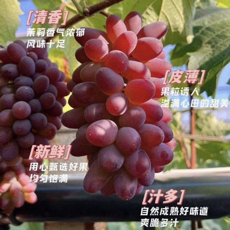 云南茉莉香小葡萄新鲜现摘郁金香玫瑰香无籽香甜提子当季水果
