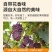 云南茉莉香小葡萄新鲜现摘郁金香玫瑰香无籽香甜提子当季水果