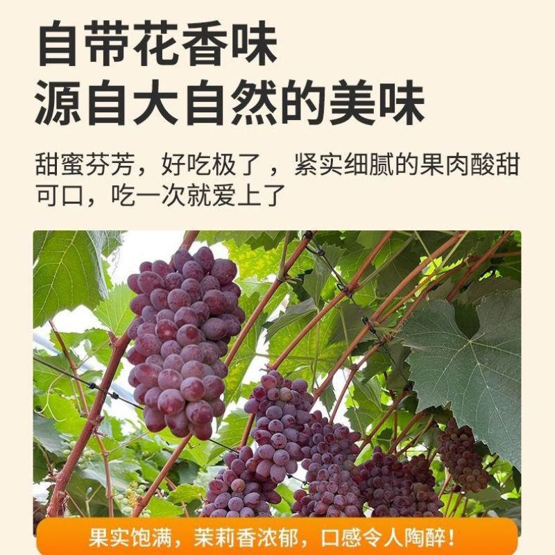 云南茉莉香小葡萄新鲜现摘郁金香玫瑰香无籽香甜提子当季水果