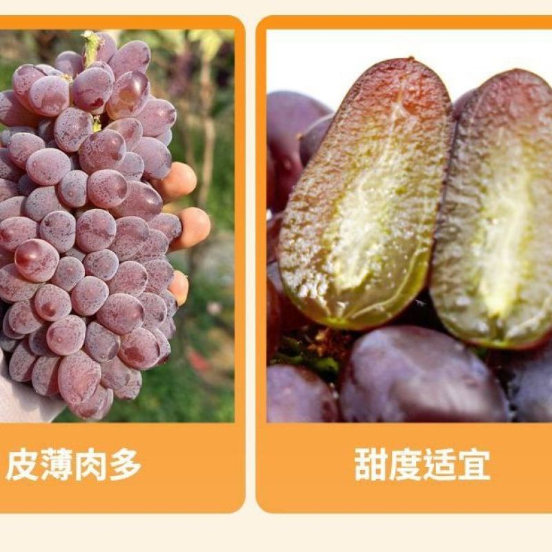 云南茉莉香小葡萄新鲜现摘郁金香玫瑰香无籽香甜提子当季水果