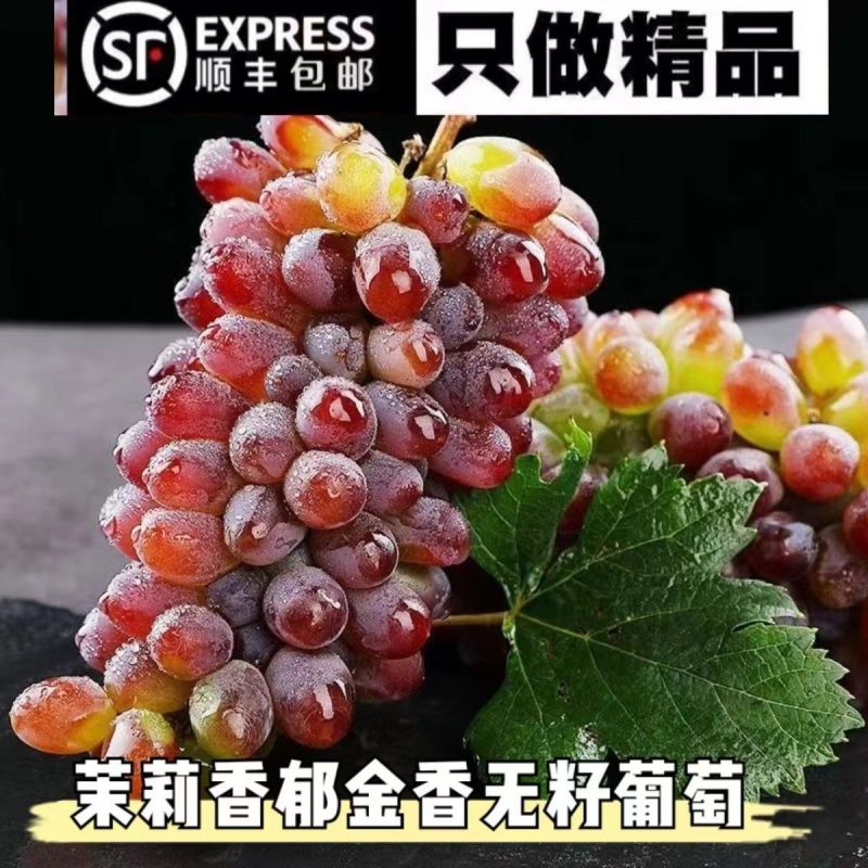 云南茉莉香小葡萄新鲜现摘郁金香玫瑰香无籽香甜提子当季水果