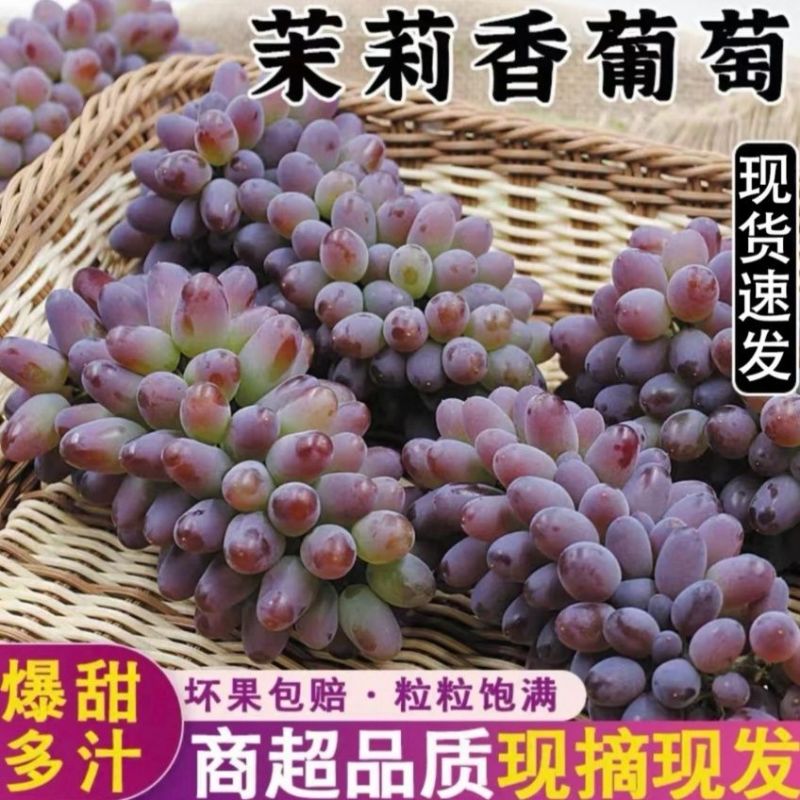 云南茉莉香小葡萄新鲜现摘郁金香玫瑰香无籽香甜提子当季水果