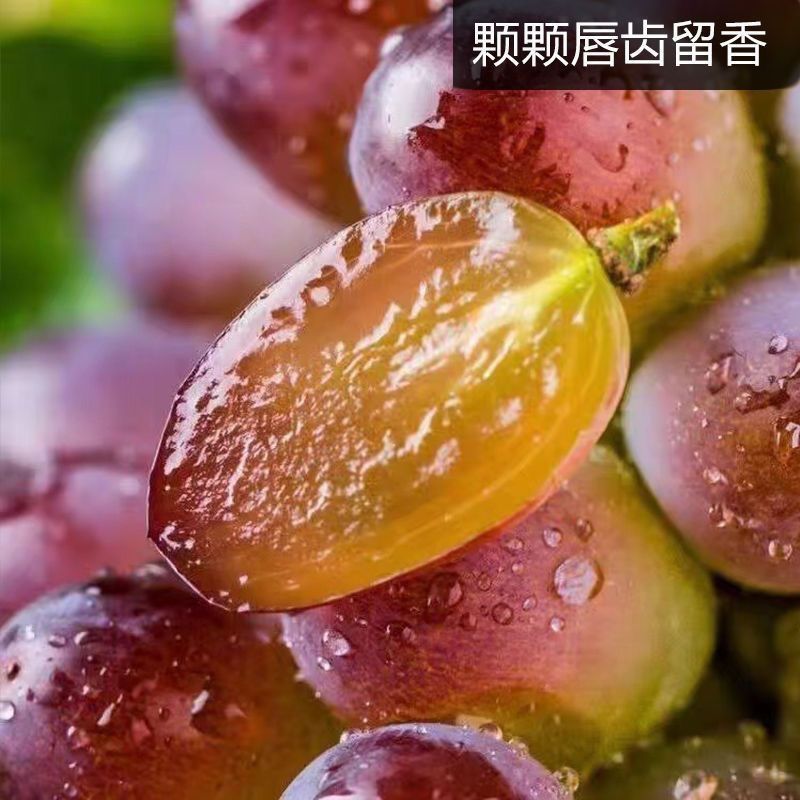 云南茉莉香小葡萄新鲜现摘郁金香玫瑰香无籽香甜提子当季水果