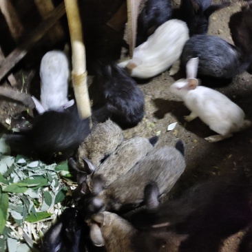 自家养殖草养肉兔