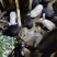 自家养殖草养肉兔