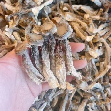 鹿茸菇，原产地发货，野生鹿茸菇，大量供货