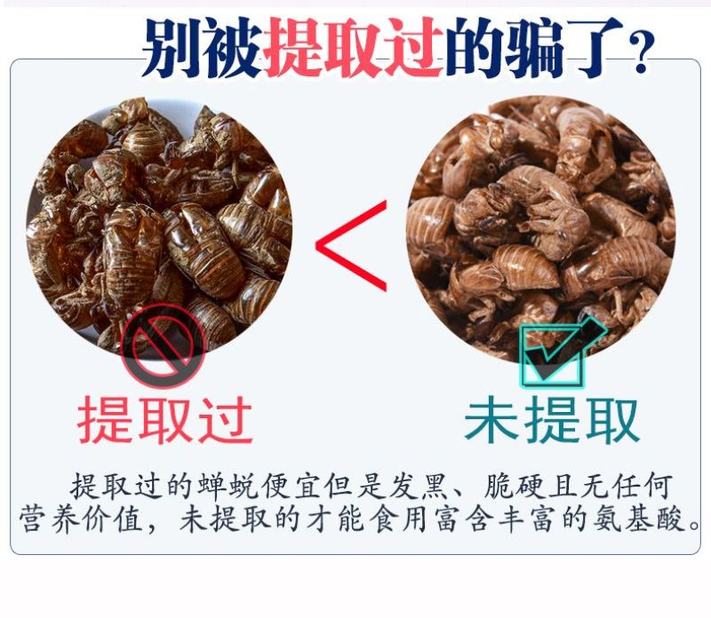 大量现货知了猴壳金蝉壳知了猴皮金蝉皮衣蝉壳知了皮爬了猴壳