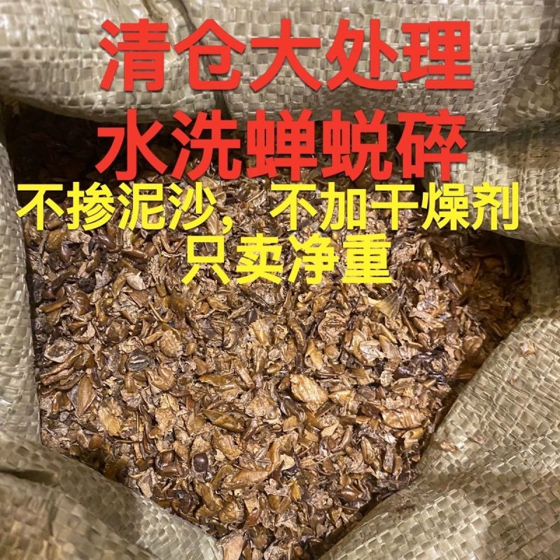 大量现货知了猴壳金蝉壳知了猴皮金蝉皮衣蝉壳知了皮爬了猴壳