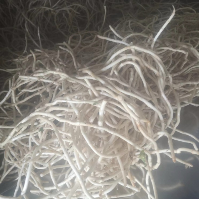 新品新货鱼腥草上市