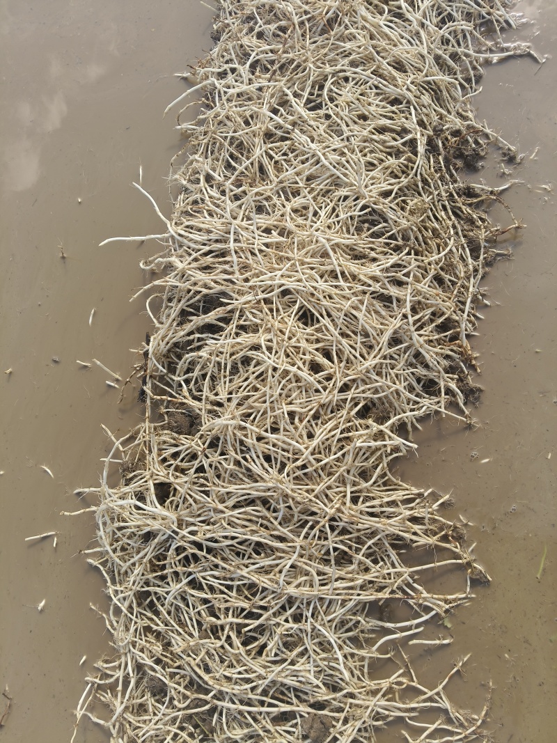 新品新货鱼腥草上市