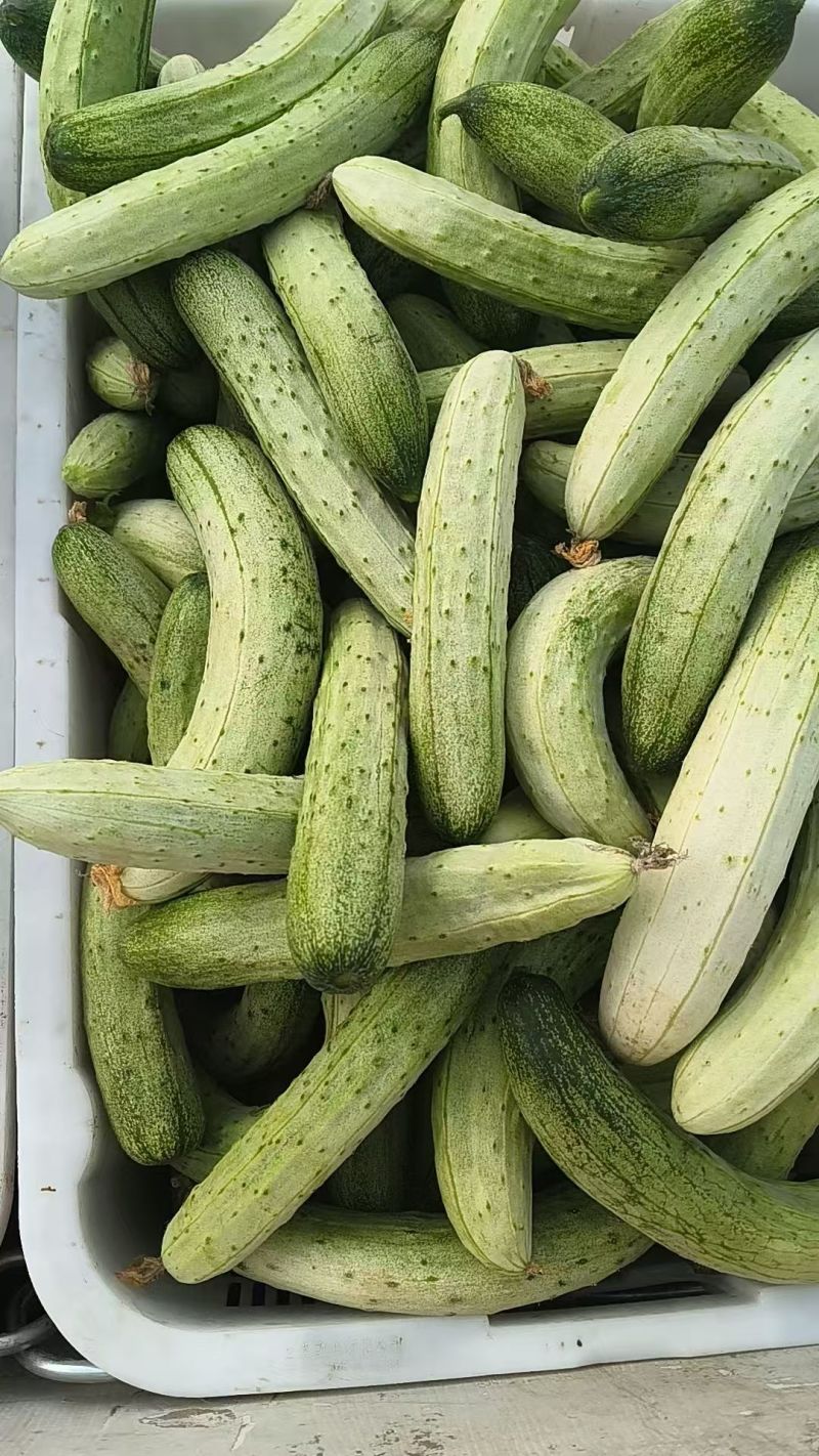大基地精品黄瓜