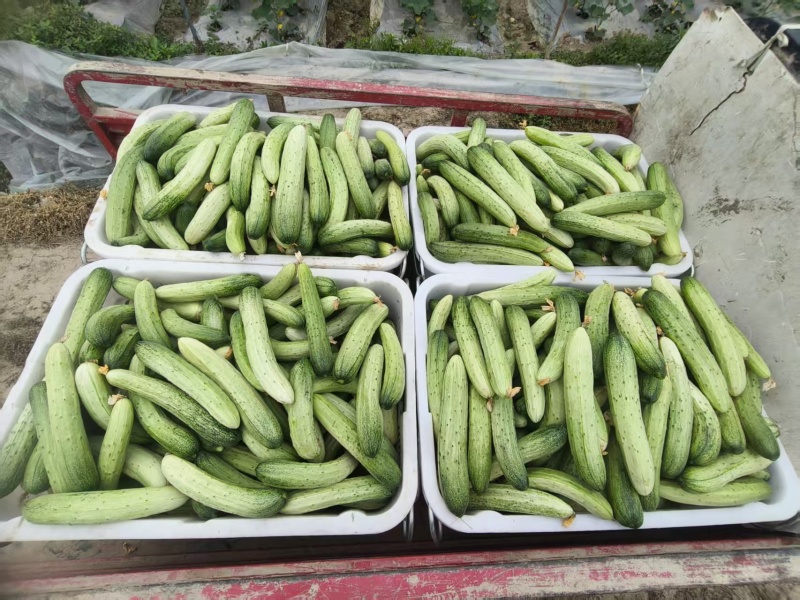 大基地精品黄瓜