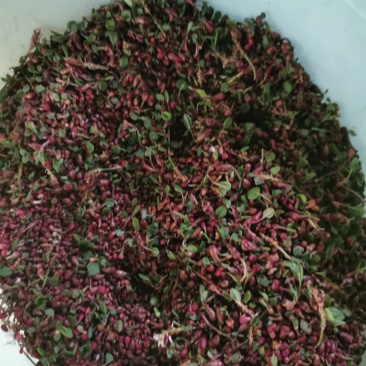 中药材草血竭种子