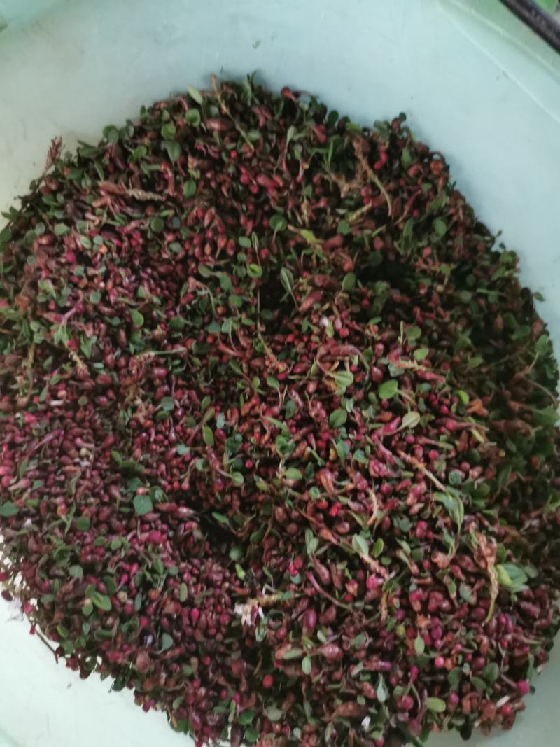 中药材草血竭种子