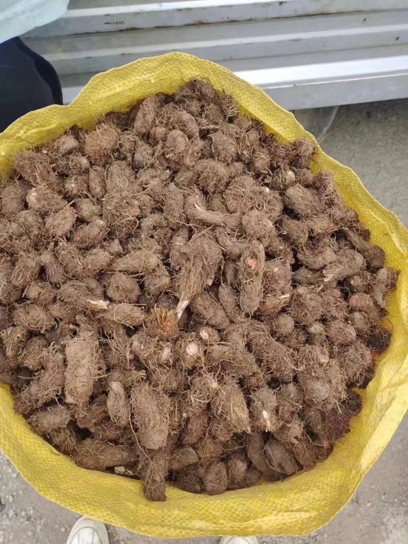 中药材草血竭种子