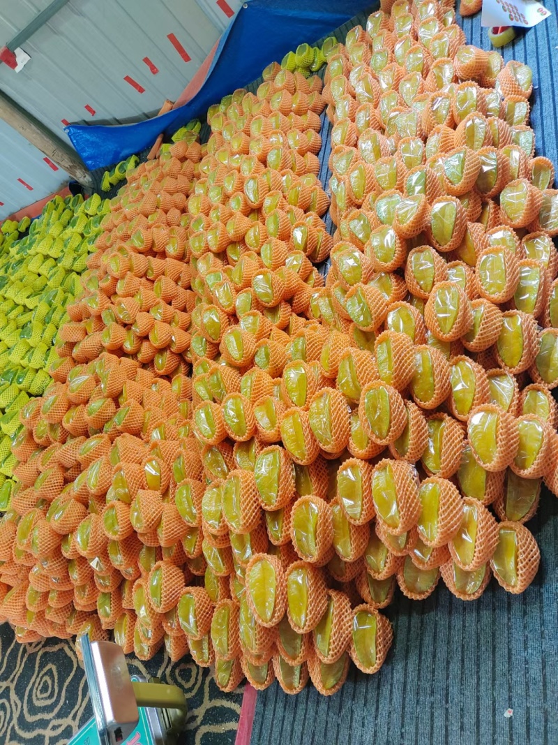 福建漳州云霄县下河杨桃红龙杨桃黄金桃都有货