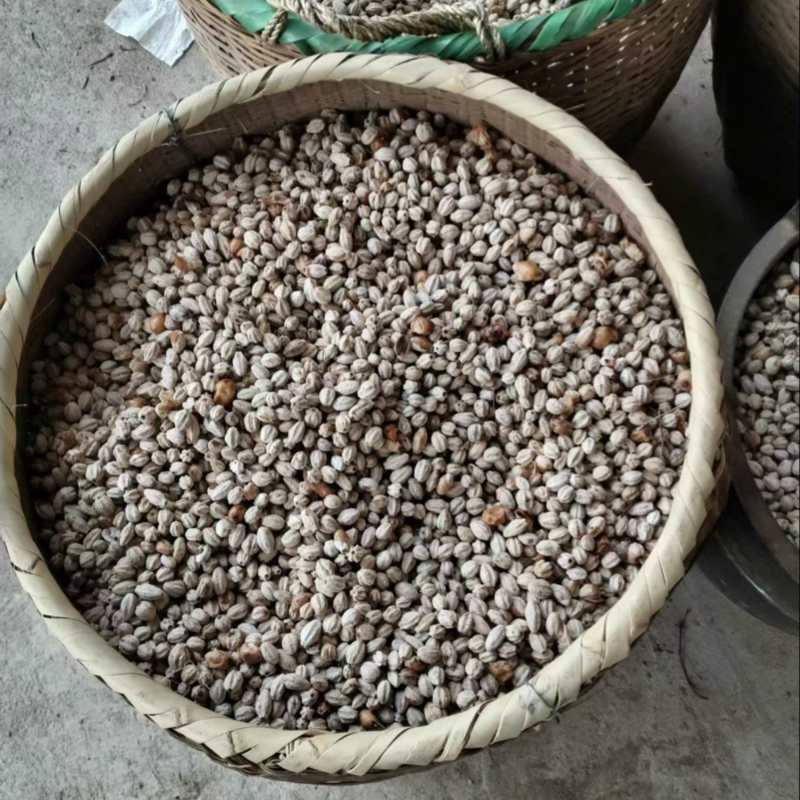 现货川楝子种子量大有优费，一手货原，净种不带皮，发芽率高