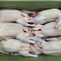 厂家直发精品鸭肉肉鸭吊白鸭木鸭长期供应一手货