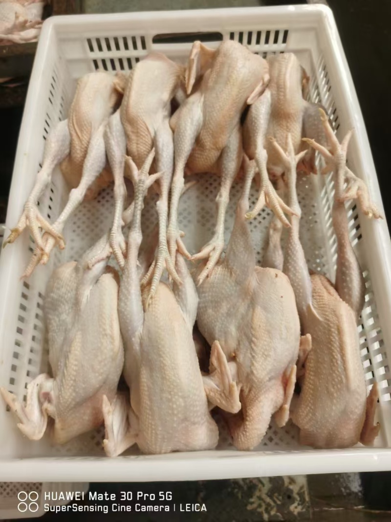 好货推荐精品鸡肉厂家直发一手货源长期供应全国发