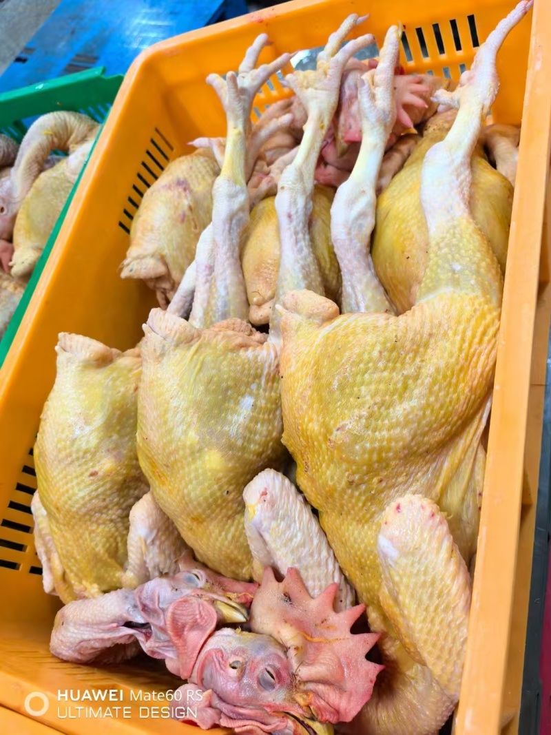 好货推荐精品鸡肉厂家直发一手货源长期供应全国发