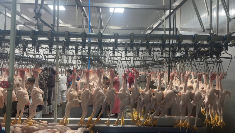 好货推荐精品鸡肉厂家直发一手货源长期供应全国发