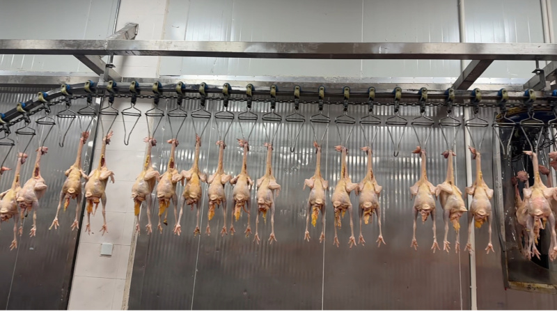 好货推荐精品鸡肉厂家直发一手货源长期供应全国发
