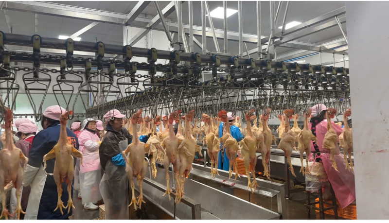 好货推荐精品鸡肉厂家直发一手货源长期供应全国发