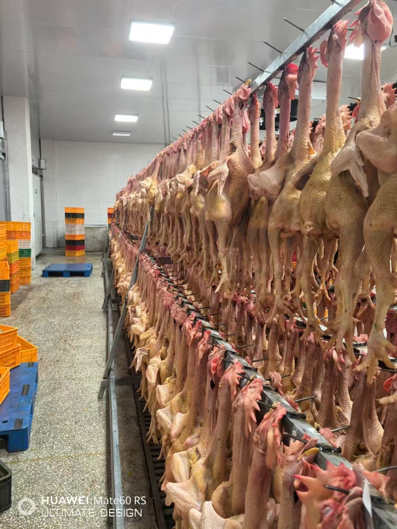 好货推荐精品鸡肉厂家直发一手货源长期供应全国发