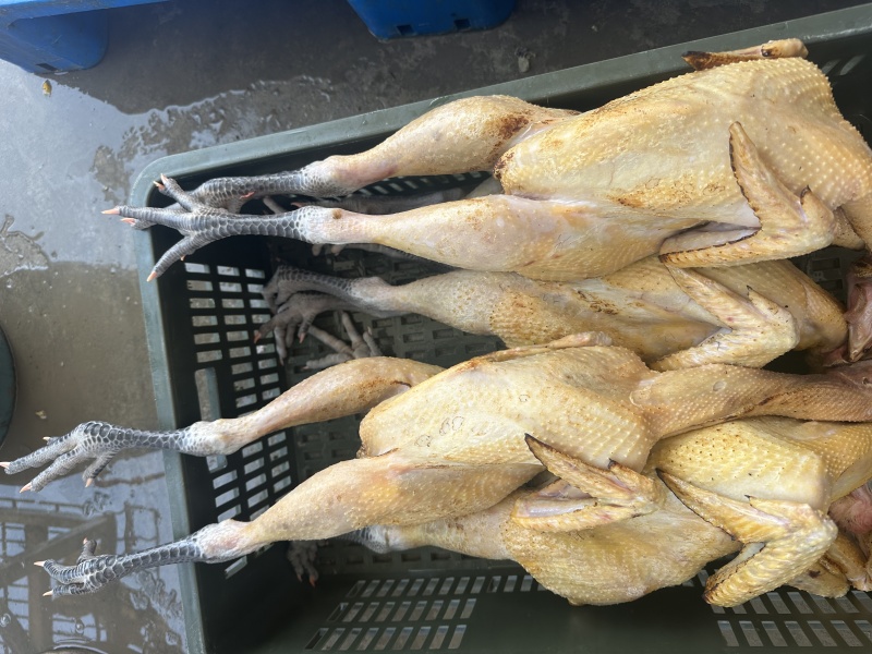 好货推荐精品鸡肉厂家直发一手货源长期供应全国发