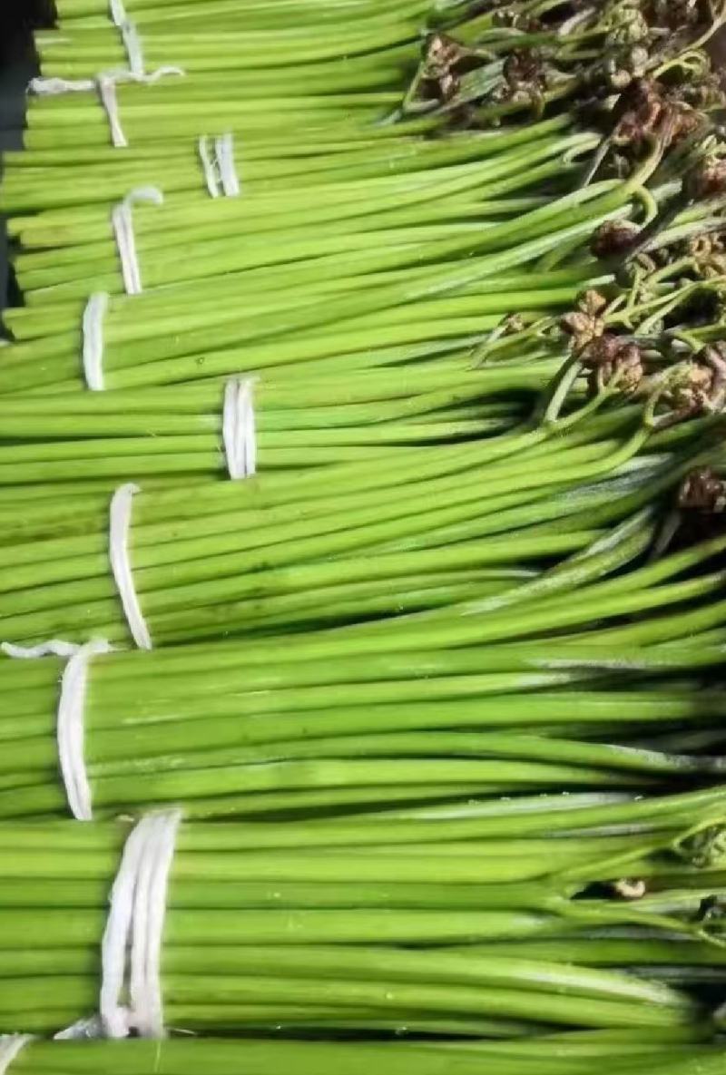 野生蕨菜龙爪菜