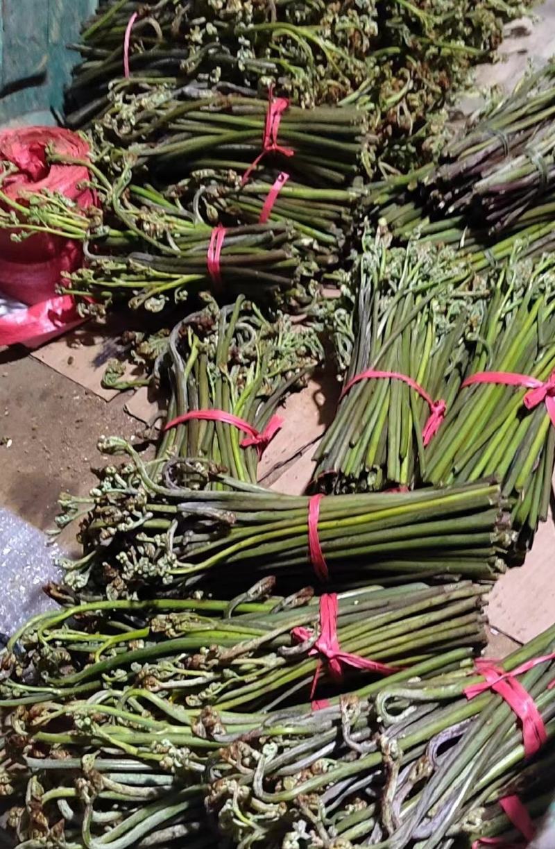 野生蕨菜龙爪菜